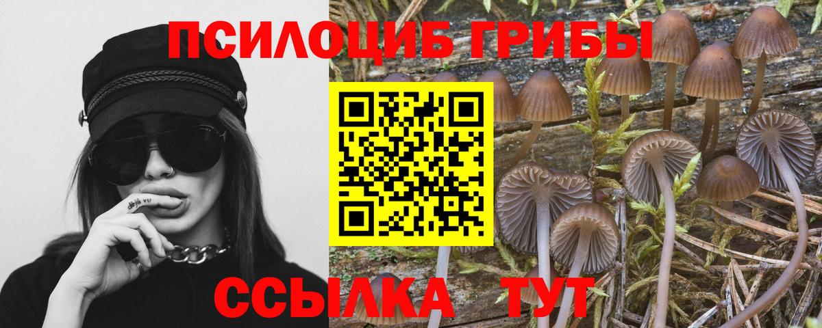 Псилоцибиновые грибы Cubensis  Вход с VPN  Тында 